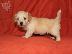 PoulaTo: Havanese Bichon Πωλούνται κουτάβια